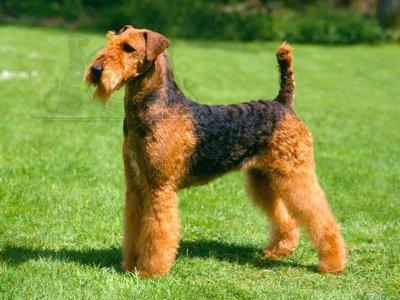 Airedale Terrier