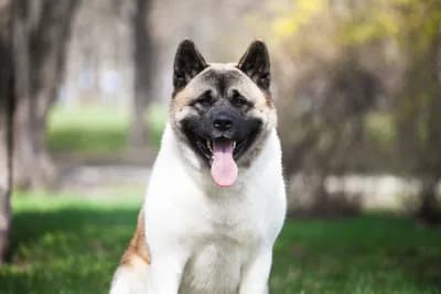 Akita