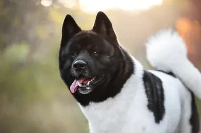 Akita (American)