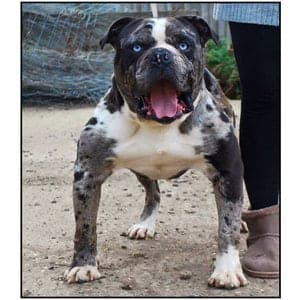 Alapaha Blue Blood Bulldog
