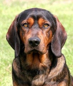 Alpine Dachsbracke