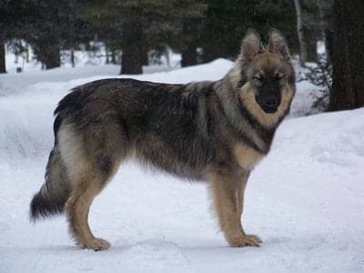 American Alsatian