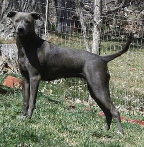 American Blue Lacy