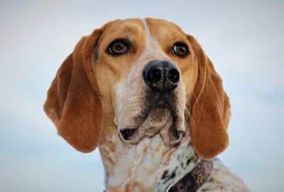 American English Coonhound
