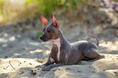 American Hairless Terrier