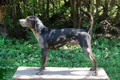 American Leopard Hound
