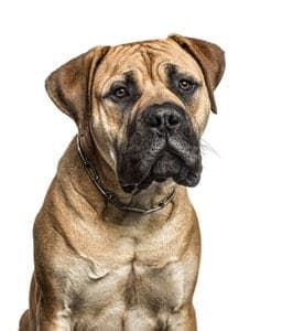 American Mastiff