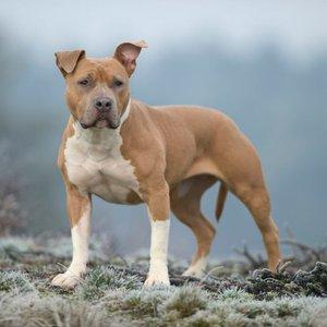 American Staffordshire Terrier