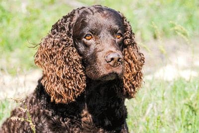 American Water Spaniel