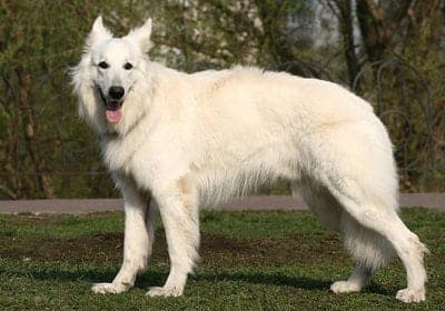 American White Shepherd