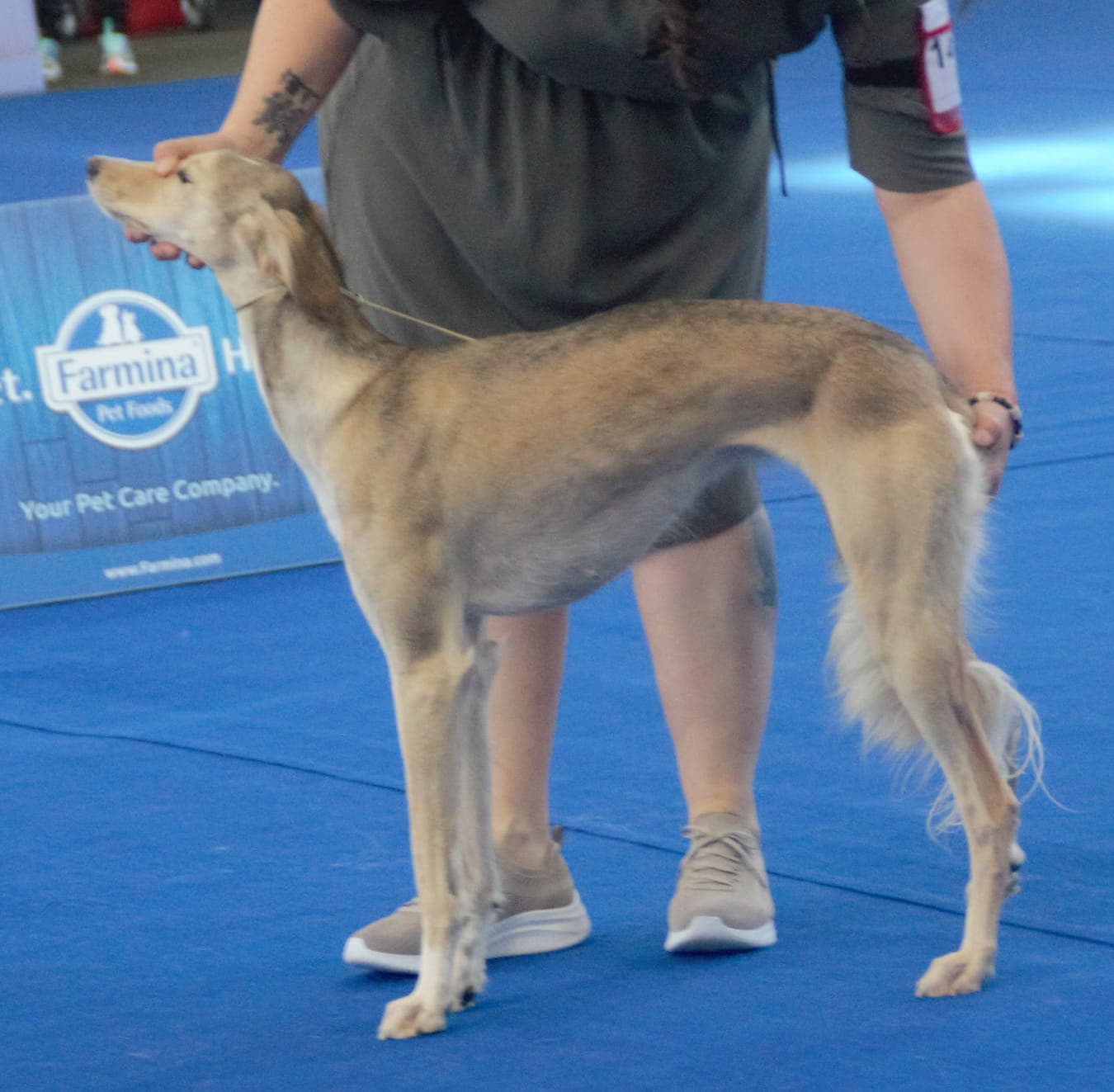 Anatolian Greyhound
