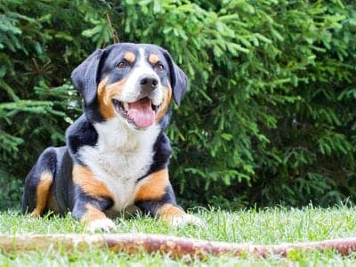Appenzell Mountain Dog