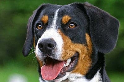 Appenzeller Sennenhund