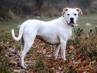Argentine Dogo