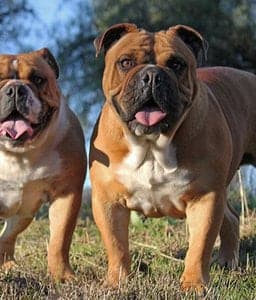 Australian Bulldog