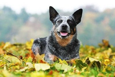 Australian Cattle Dog (Blue Heeler / Queensland Heeler)