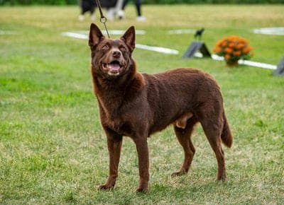 Australian Kelpie