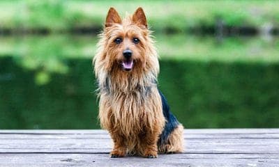 Australian Terrier