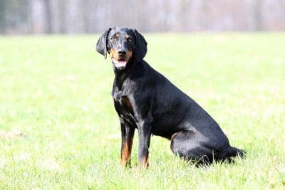 Austrian Brandlbracke