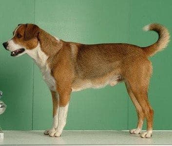 Austrian Shorthaired Pinscher