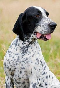 Auvergne Pointing Dog