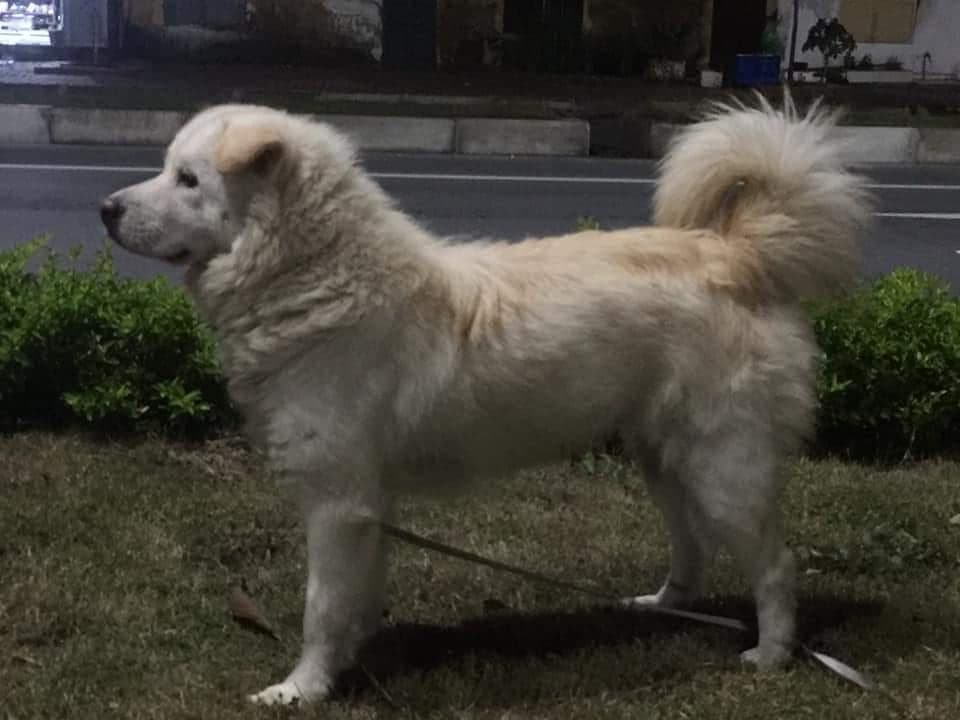 Bắc Hà dog