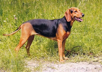 Balkan Hound