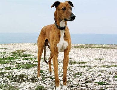 Banjara Hound