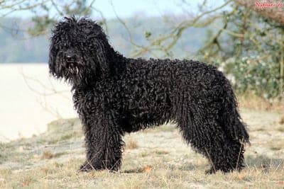 Barbet