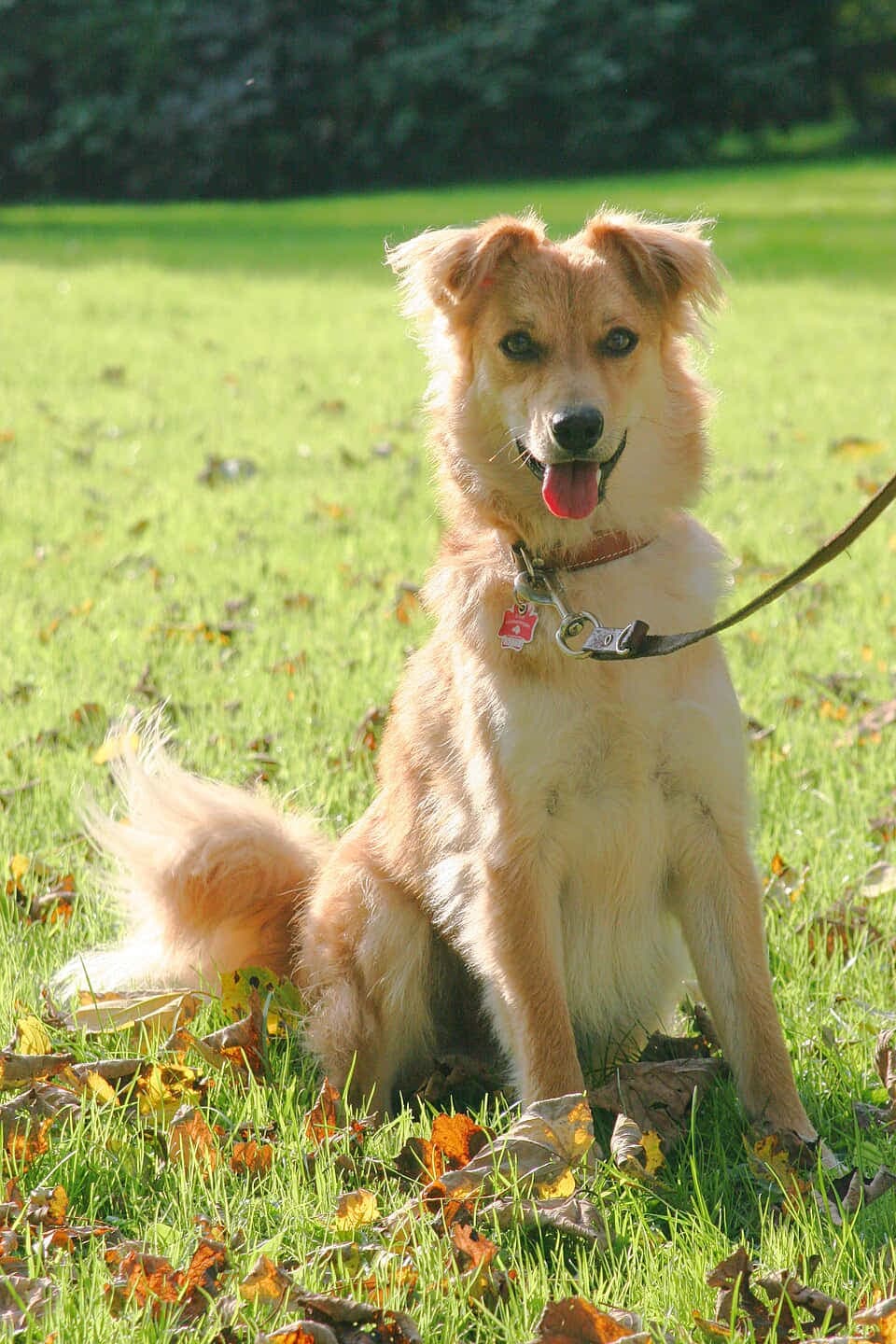 Basque Shepherd Dog