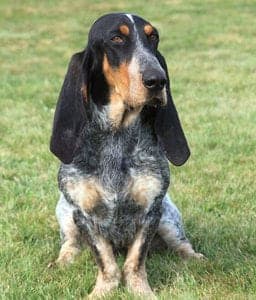 Basset Bleu de Gascogne