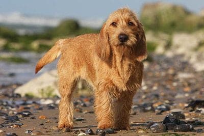Basset Fauve de Bretagne