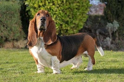 Basset Hound