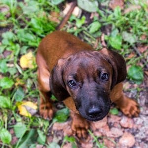 Bavarian Mountain Scent Hound