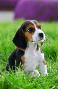 Beagle