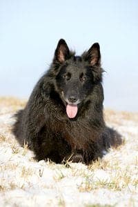 Belgian Sheepdog