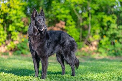 Belgian Shepherd Groenendael