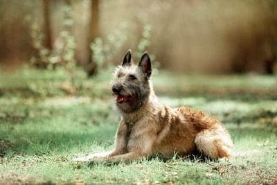 Belgian Shepherd Laekenois