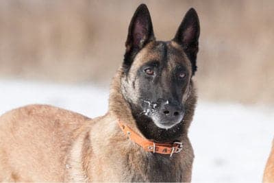 Belgian Shepherd Malinois