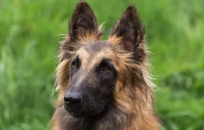 Belgian Shepherd Tervuren