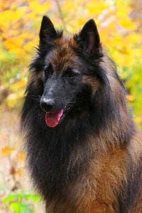 Belgian Tervuren