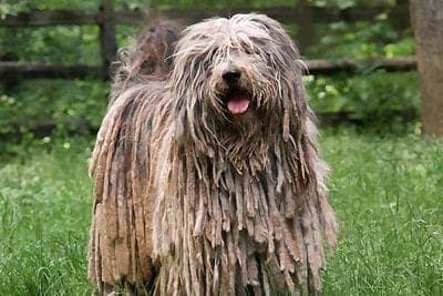 Bergamasco Sheepdog