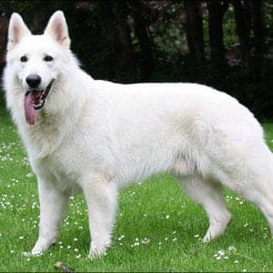 Berger Blanc Suisse