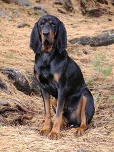 Black and Tan Coonhound
