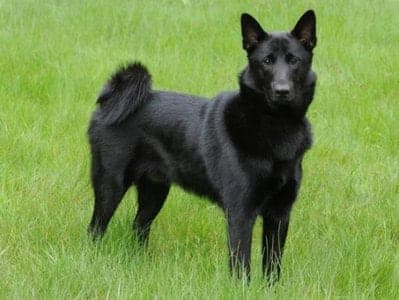 Black Norwegian Elkhound