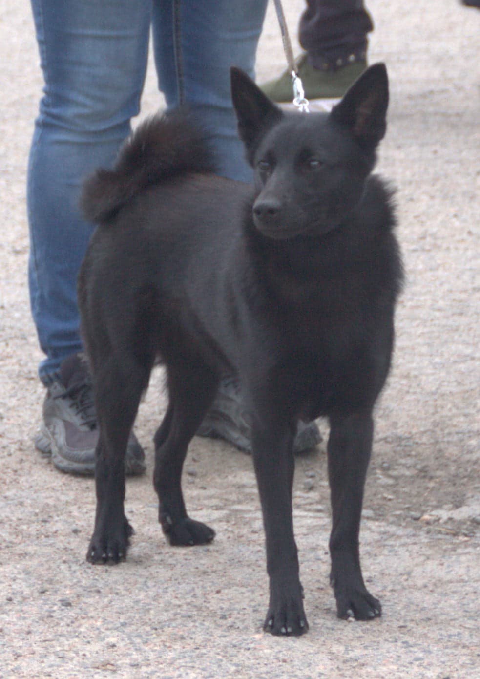 Black Spitz