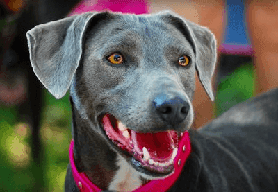 Blue Lacy