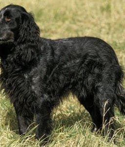 Blue Picardy Spaniel