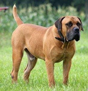 Boerboel