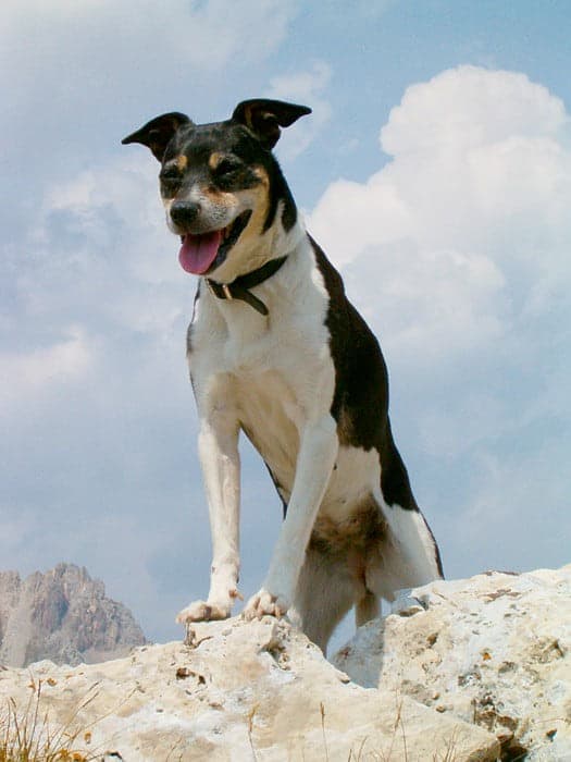 Boerenfox terrier